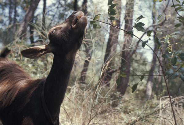 Hans Haacke , Goat Feeding in Woods, 1970 © Hans Haacke / VG Bild-Kunst, Bonn 2019