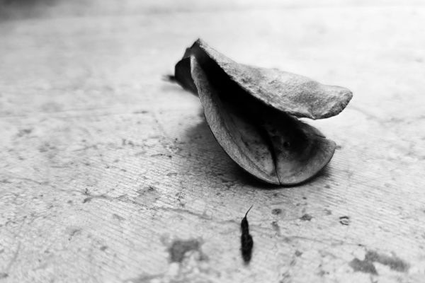 Workshop // Katharina Jörder: Erden und Pflanzen als Material und Zeuginnen kolonialer Vergangenheiten in künstlerischen Geschichtsschreibungen Afrikas und seiner Diaspora