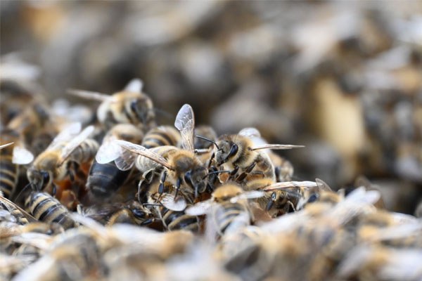 Nahaufnahme von Bienen