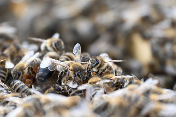Workshop // Sophie Godzik: Zwischen Waben und Werken. Eine Untersuchung künstlerischer Auseinandersetzungen mit Bienen in der Kunst des 20. und 21. Jahrhunderts