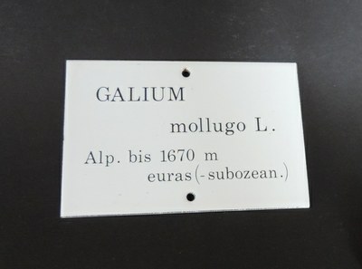 Galium mollugo