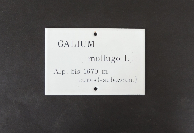 Galium mollugo