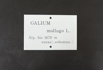 Galium mollugo