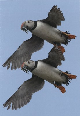 Mara Pollak, Vögel von unten betrachten, 2017