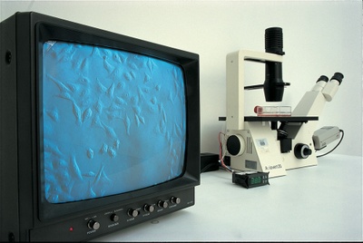 Christine Borland: HeLa Hot, 1999. HeLa-Zellen, Nährboden, Videomikroskop, Monitor. © Christine Borland.]